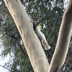 Cacatua galerita at Corroboree Park - 5 Apr 2023