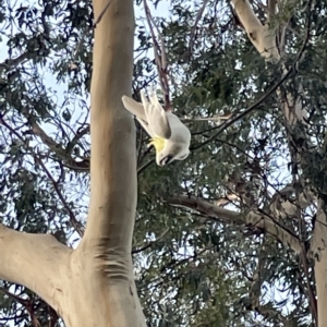 Cacatua galerita at Corroboree Park - 5 Apr 2023