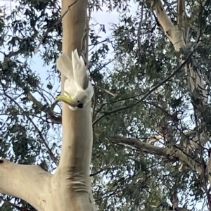 Cacatua galerita at Corroboree Park - 5 Apr 2023