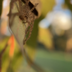 Sparassidae (family) at Ainslie, ACT - 5 Apr 2023 05:24 PM