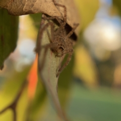 Sparassidae (family) at Ainslie, ACT - 5 Apr 2023 05:24 PM