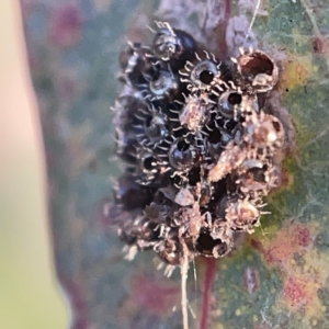 Oechalia schellenbergii at Ainslie, ACT - 5 Apr 2023