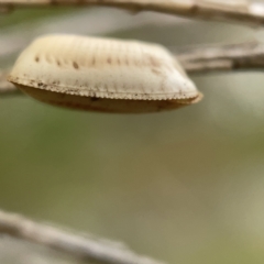 Ellipsidion sp. (genus) at Ainslie, ACT - 5 Apr 2023