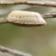 Ellipsidion sp. (genus) at Ainslie, ACT - 5 Apr 2023