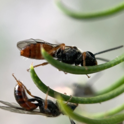 Lasioglossum (Homalictus) sp. (genus & subgenus) (Furrow Bee) at Corroboree Park - 5 Apr 2023 by Hejor1