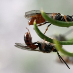 Lasioglossum (Homalictus) sp. (genus & subgenus) at Ainslie, ACT - 5 Apr 2023 05:03 PM