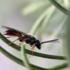 Lasioglossum (Homalictus) sp. (genus & subgenus) at Ainslie, ACT - 5 Apr 2023 05:03 PM