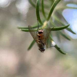 Tachinidae (family) at Ainslie, ACT - 5 Apr 2023 05:01 PM