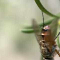 Tachinidae (family) at Ainslie, ACT - 5 Apr 2023 05:01 PM