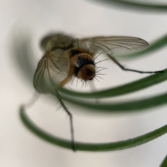 Tachinidae (family) at Ainslie, ACT - 5 Apr 2023 05:01 PM