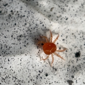 Anystidae (family) at Canberra, ACT - 5 Apr 2023