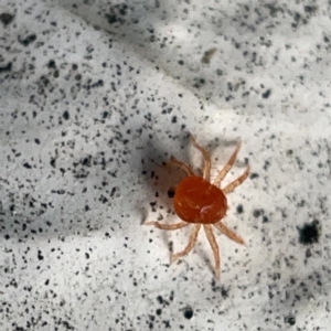 Anystidae (family) at Canberra, ACT - 5 Apr 2023