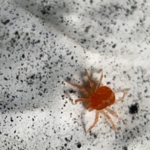 Anystidae (family) at Canberra, ACT - 5 Apr 2023