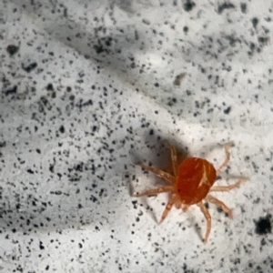 Anystidae (family) at Canberra, ACT - 5 Apr 2023