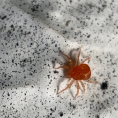 Anystidae (family) at Canberra, ACT - 5 Apr 2023 03:49 PM