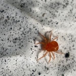 Anystidae (family) at Canberra, ACT - 5 Apr 2023