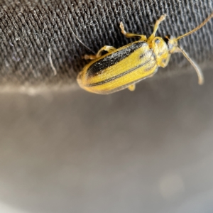 Xanthogaleruca luteola at Canberra, ACT - 5 Apr 2023