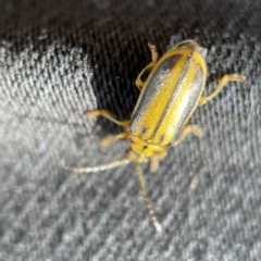 Xanthogaleruca luteola at Canberra, ACT - 5 Apr 2023