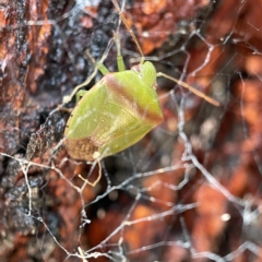 Ocirrhoe unimaculata (Green Stink Bug) at Canberra, ACT - 5 Apr 2023 by Hejor1