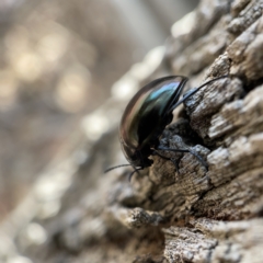 Chalcopteroides spectabilis (Rainbow darkling beetle) at Canberra, ACT - 5 Apr 2023 by Hejor1