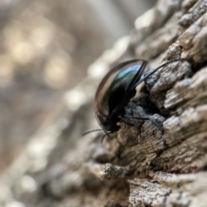 Chalcopteroides spectabilis at Canberra, ACT - 5 Apr 2023 01:10 PM