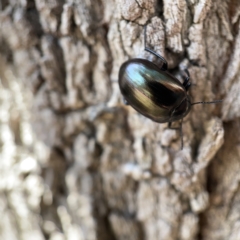 Chalcopteroides spectabilis at Canberra, ACT - 5 Apr 2023