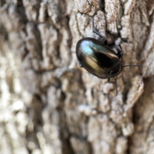 Chalcopteroides spectabilis at Canberra, ACT - 5 Apr 2023 01:10 PM