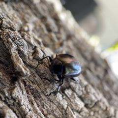 Chalcopteroides spectabilis at Canberra, ACT - 5 Apr 2023 01:10 PM