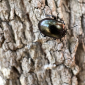 Chalcopteroides spectabilis at Canberra, ACT - 5 Apr 2023