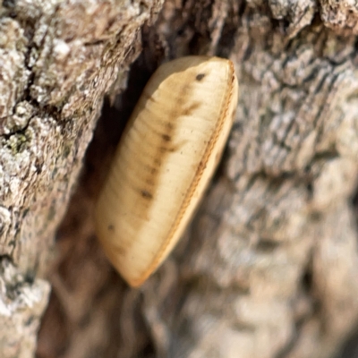 Laxta granicollis at Canberra, ACT - 5 Apr 2023 by Hejor1