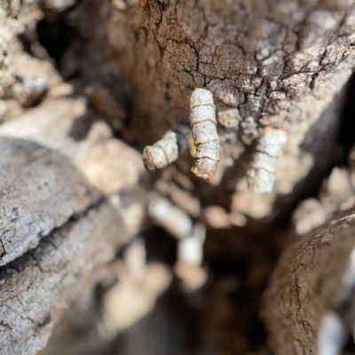 Spilonota constrictana (A Tortricid moth) at Canberra, ACT - 5 Apr 2023 by Hejor1