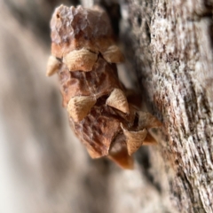 Lepidoptera unclassified IMMATURE moth at Canberra, ACT - 5 Apr 2023