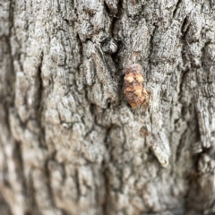 Lepidoptera unclassified IMMATURE moth at Canberra, ACT - 5 Apr 2023