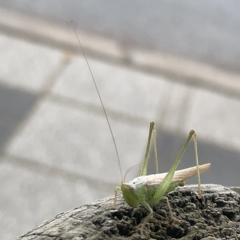 Conocephalomima barameda (False Meadow Katydid, Barameda) at Canberra, ACT - 5 Apr 2023 by Hejor1