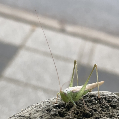 Conocephalomima barameda (False Meadow Katydid, Barameda) at Canberra, ACT - 5 Apr 2023 by Hejor1