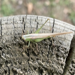 Conocephalomima barameda at Canberra, ACT - 5 Apr 2023