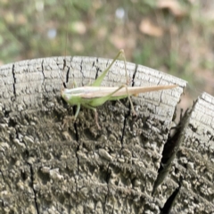 Conocephalomima barameda at Canberra, ACT - 5 Apr 2023