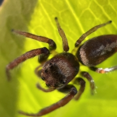 Opisthoncus nigrofemoratus at Canberra, ACT - 5 Apr 2023