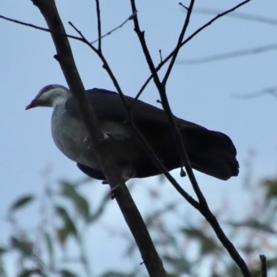 Columba leucomela (White-headed Pigeon) at Moruya, NSW - 5 Apr 2023 by LisaH