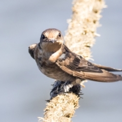 Hirundo neoxena (Welcome Swallow) at Regentville, NSW - 16 Mar 2023 by AlisonMilton