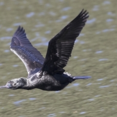 Phalacrocorax sulcirostris (Little Black Cormorant) at Mulgoa, NSW - 16 Mar 2023 by AlisonMilton