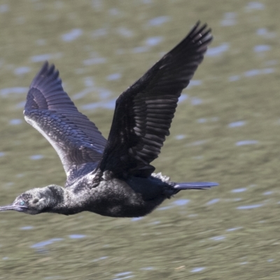 Phalacrocorax sulcirostris (Little Black Cormorant) at Mulgoa, NSW - 16 Mar 2023 by AlisonMilton