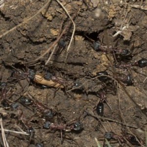 Myrmecia nigriceps at Higgins, ACT - 28 Mar 2023