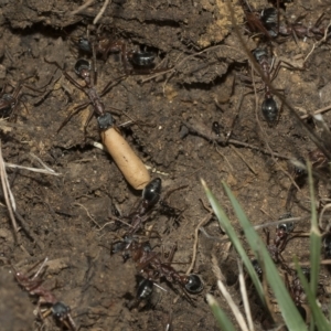 Myrmecia nigriceps at Higgins, ACT - 28 Mar 2023