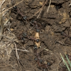 Myrmecia nigriceps at Higgins, ACT - 28 Mar 2023