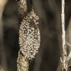 Lepidoptera unclassified IMMATURE moth at Scullin, ACT - 28 Mar 2023 by AlisonMilton