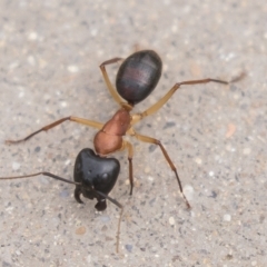 Camponotus nigriceps at Harden, NSW - 27 Mar 2023