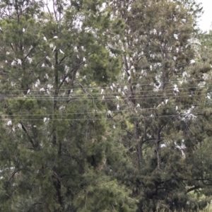 Cacatua sanguinea at Boorowa, NSW - 27 Mar 2023