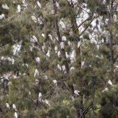 Cacatua sanguinea at Boorowa, NSW - 27 Mar 2023