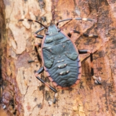 Notius depressus at Harden, NSW - 27 Mar 2023